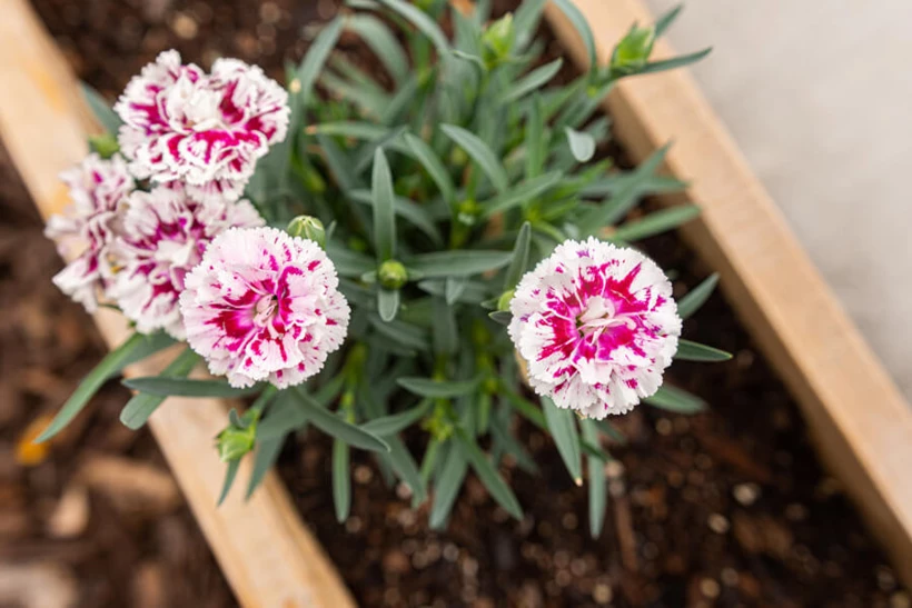 Pink flowers in a box planter